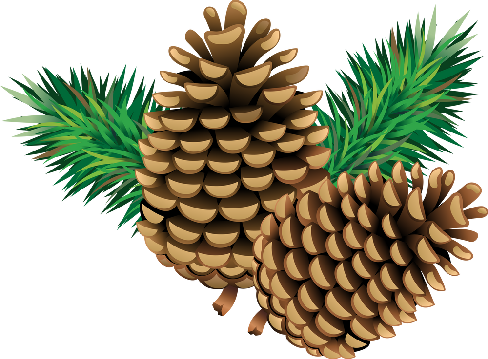 Pine cones with pine needles